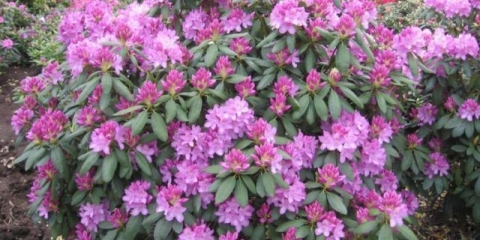 Rododendroni u predgrađu: sadnja i njega, najbolje sorte